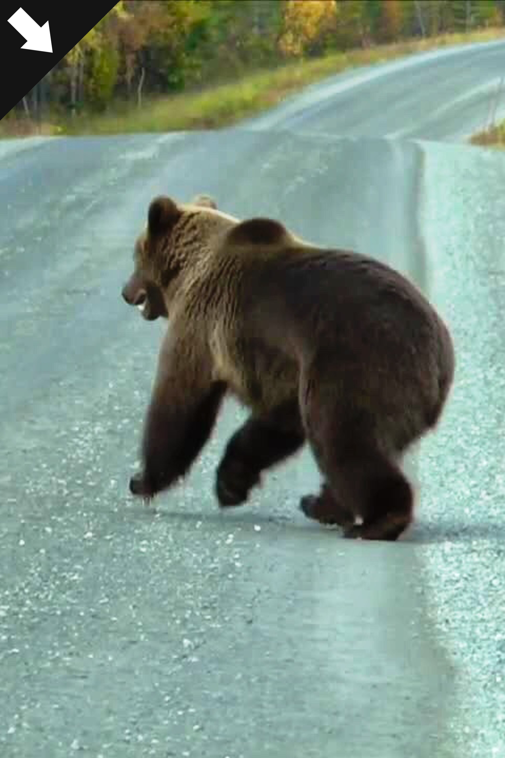 Norwegian Outfitters : Björnjakt med löshund