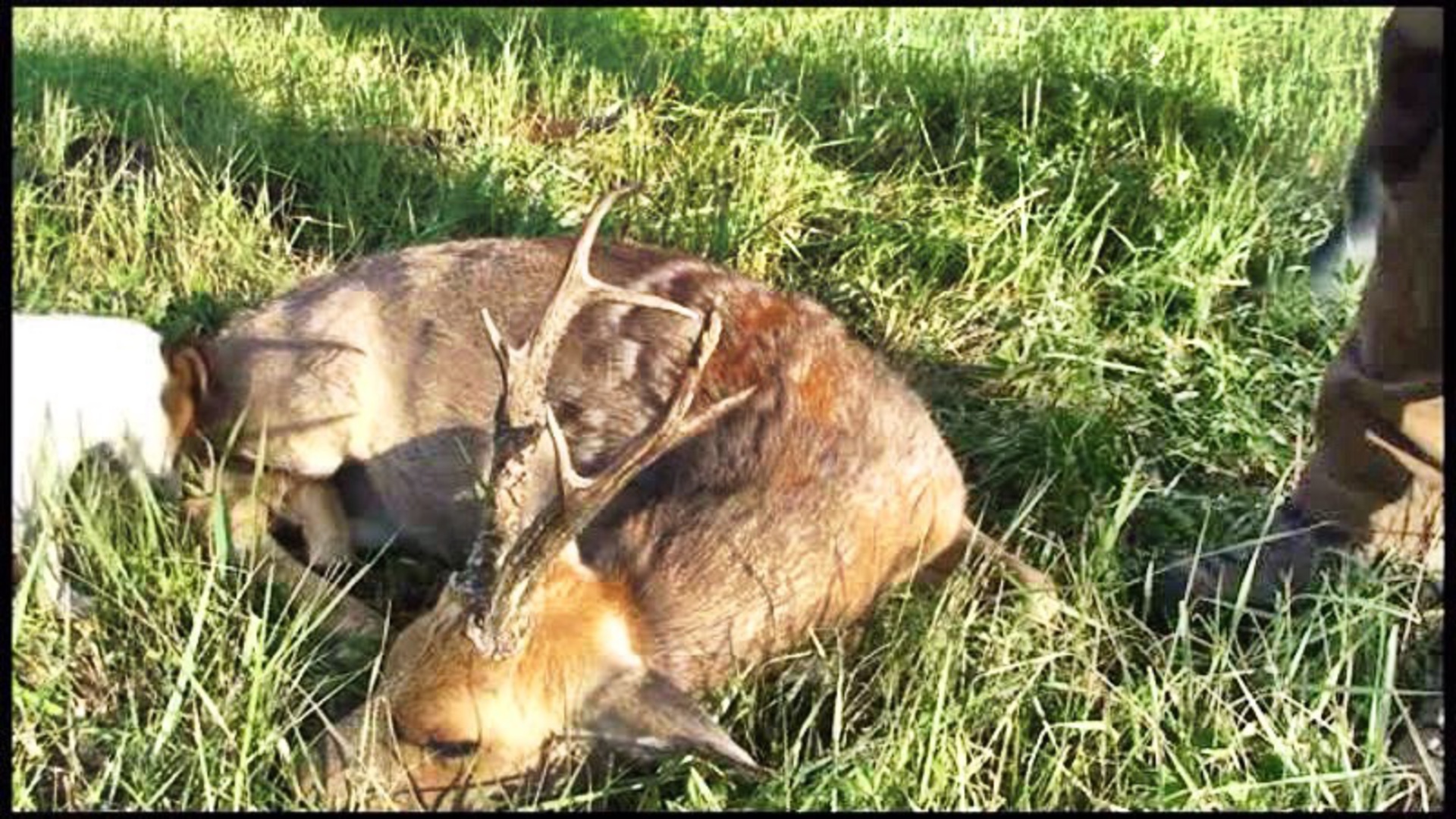 Seladang : Jakt På Gyllene Rådjur i Sibirien