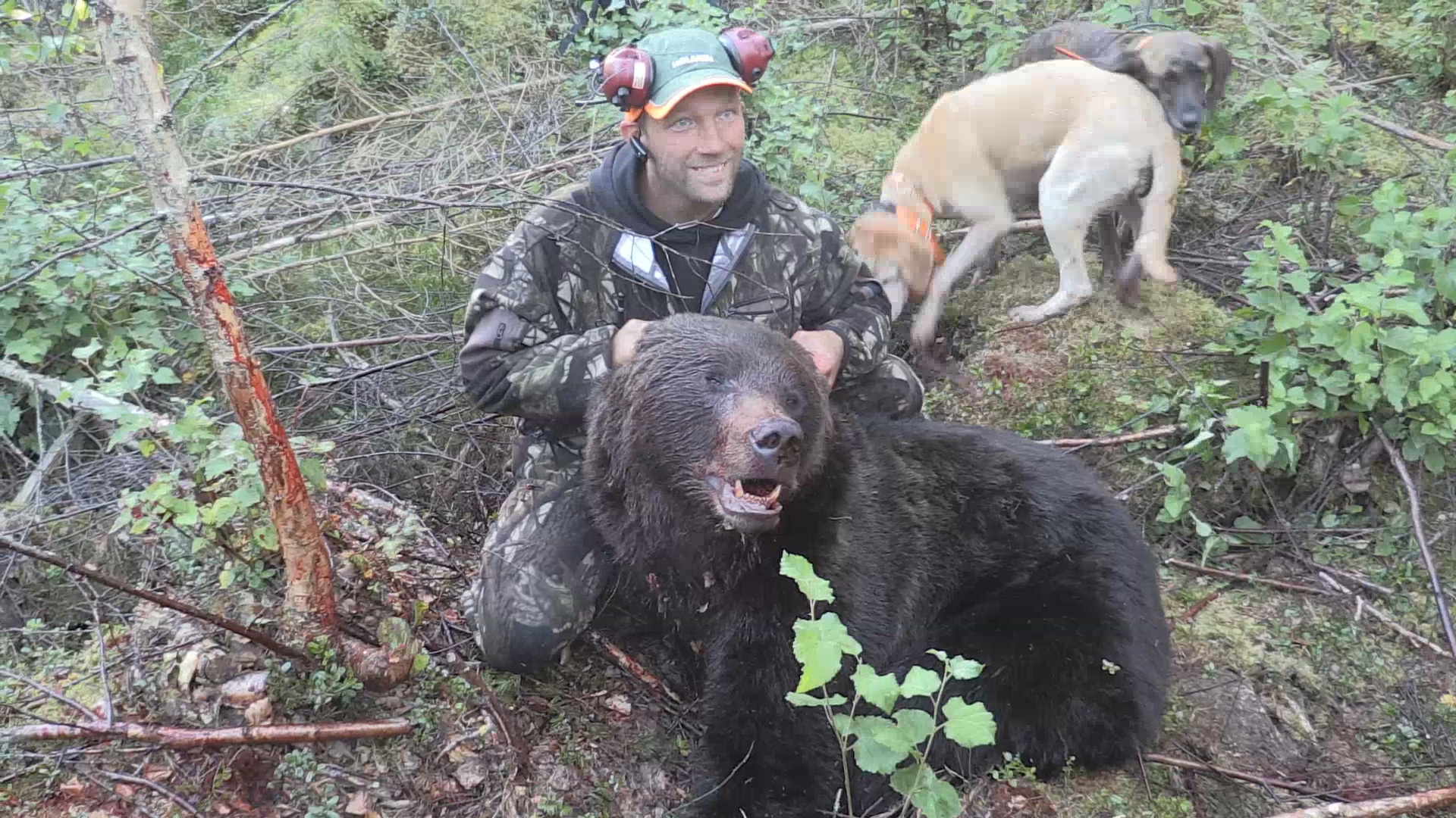 Björnjakten 2015 : Del 2