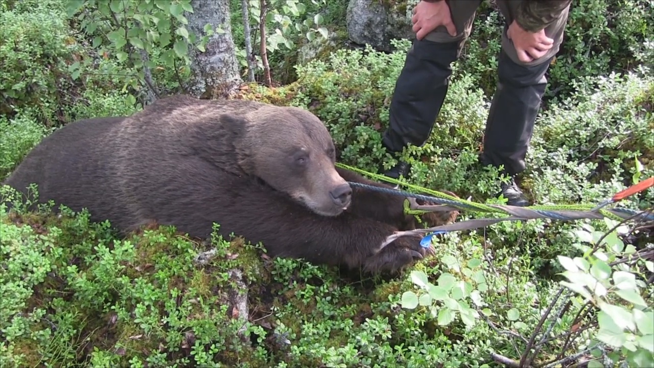 Björnjakten 2014 : Del 4