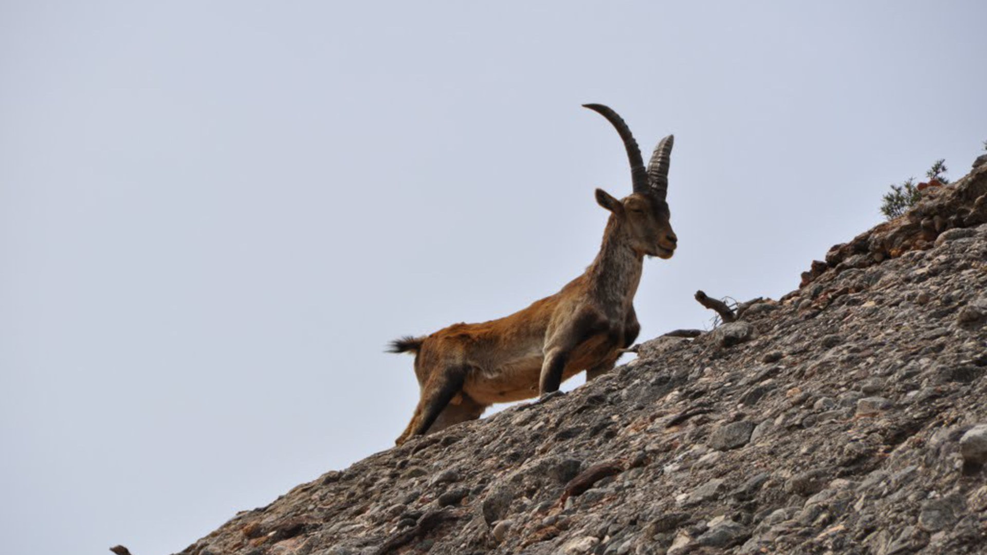 Seladang : Jakt Efter Vildget