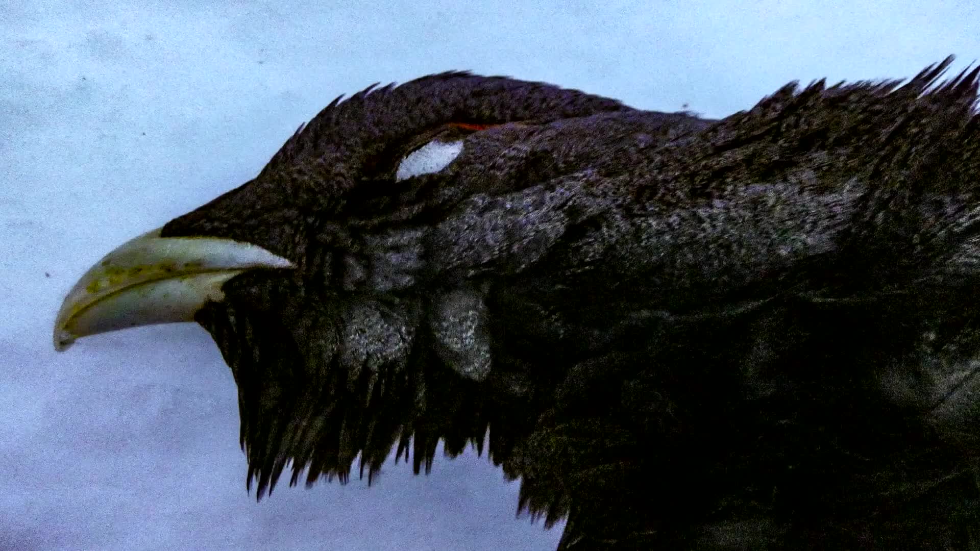 Åseletrappern : Toppfågeljakt 3