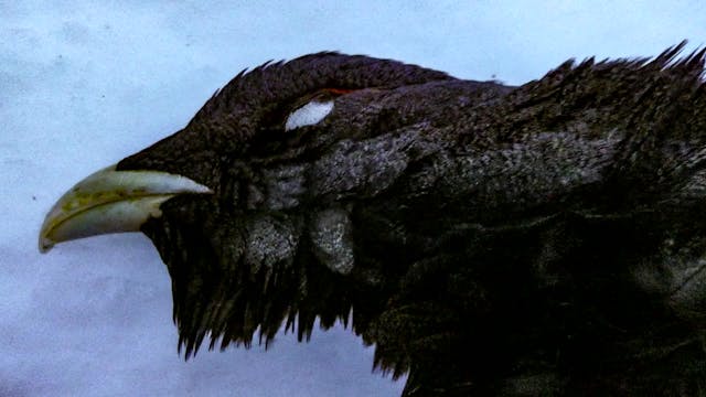 Åseletrappern : Toppfågeljakt 3