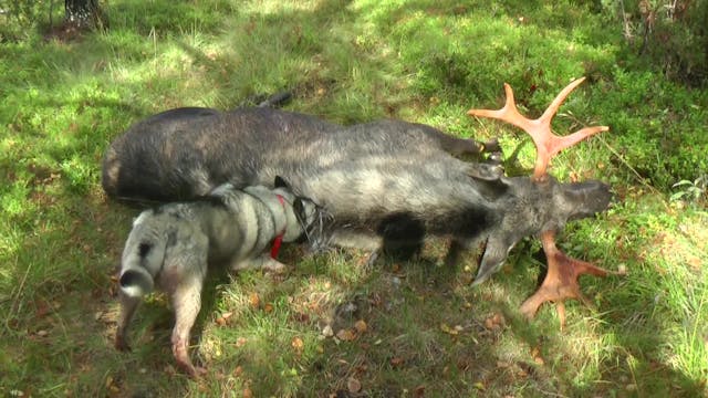 Älgjakt 2015 : Kristoffer Clausen