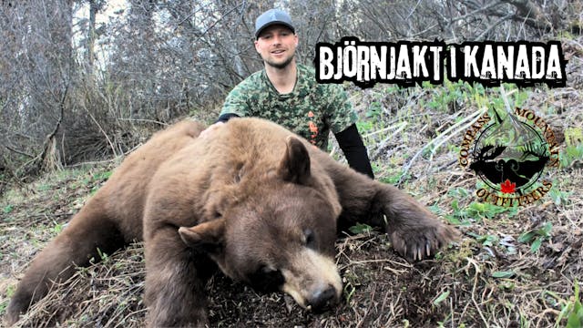 Tom Sallows | Björnjakt i Kanada