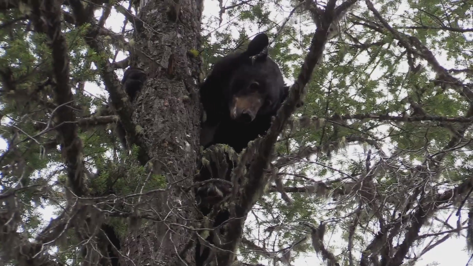 Rasmus Äventyr : Kanada Del 2
