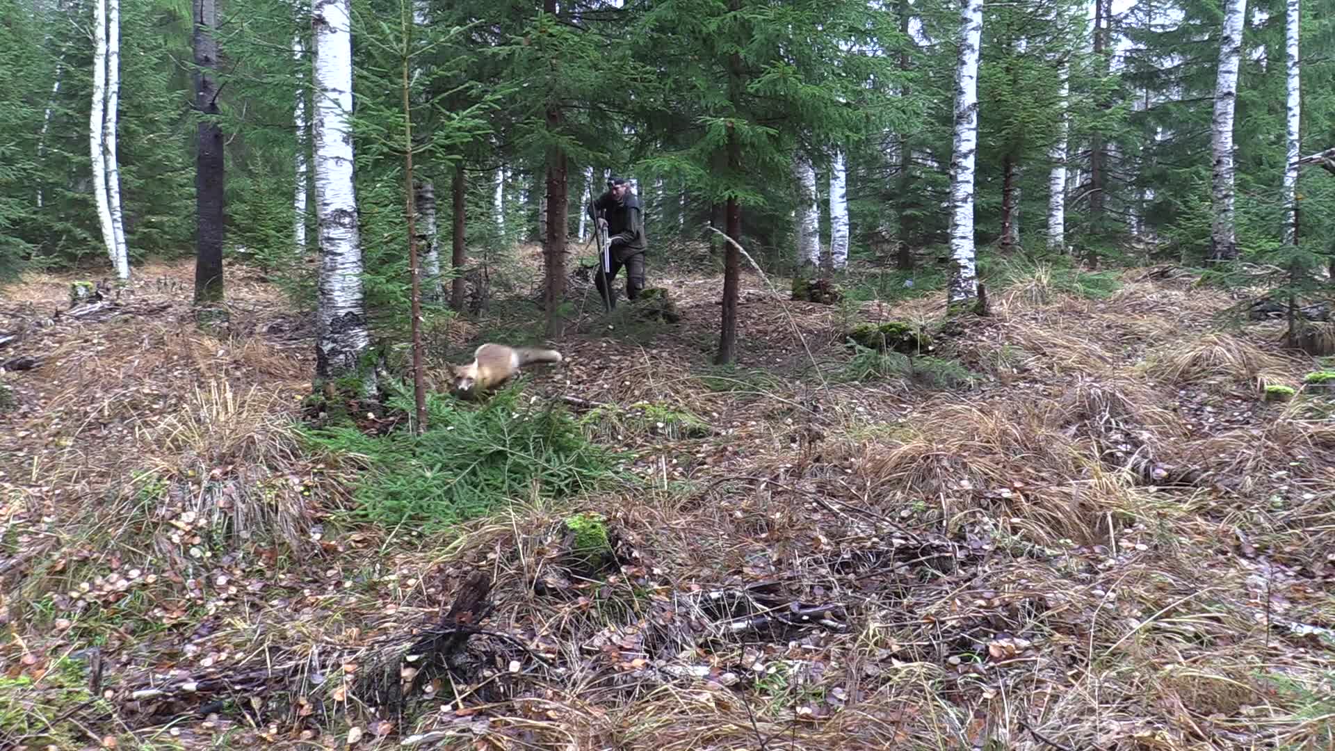 Rasmus Vardag : Rävjakt 17