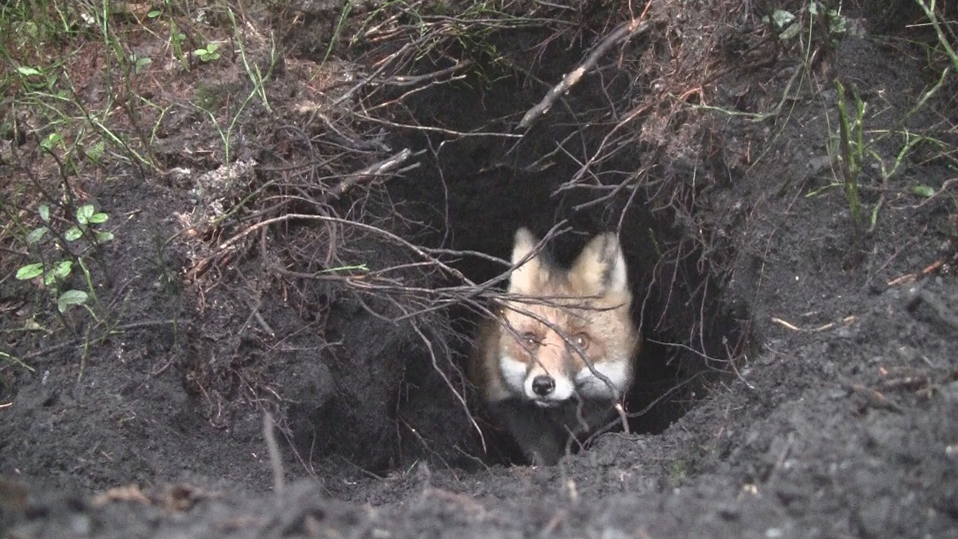 Svensk Rävjakt 2 : Del 1