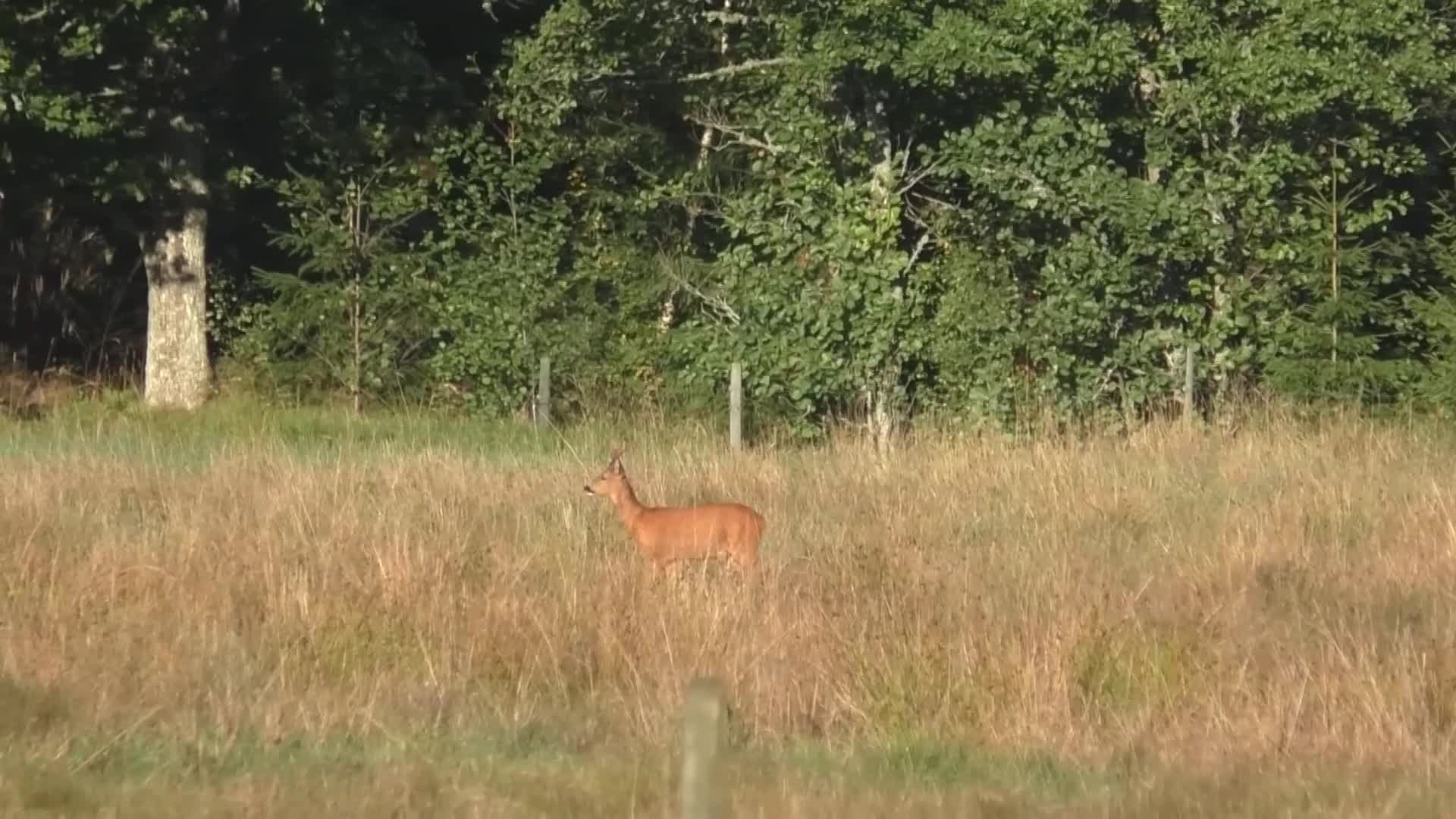Pierre Norberg : Drömmen Om Råbocken