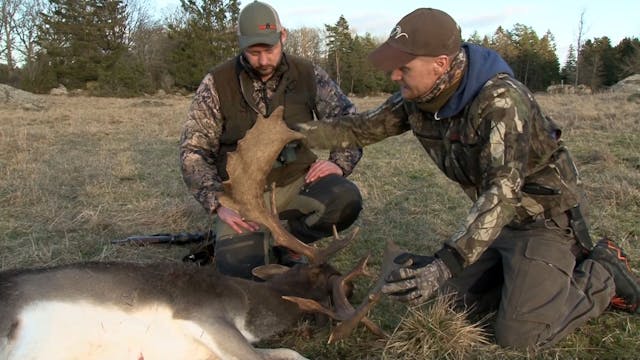 Martin Brenne Jegerliv : Dovhjort 3