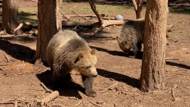Wild Animals Up Close (Westward Bound...