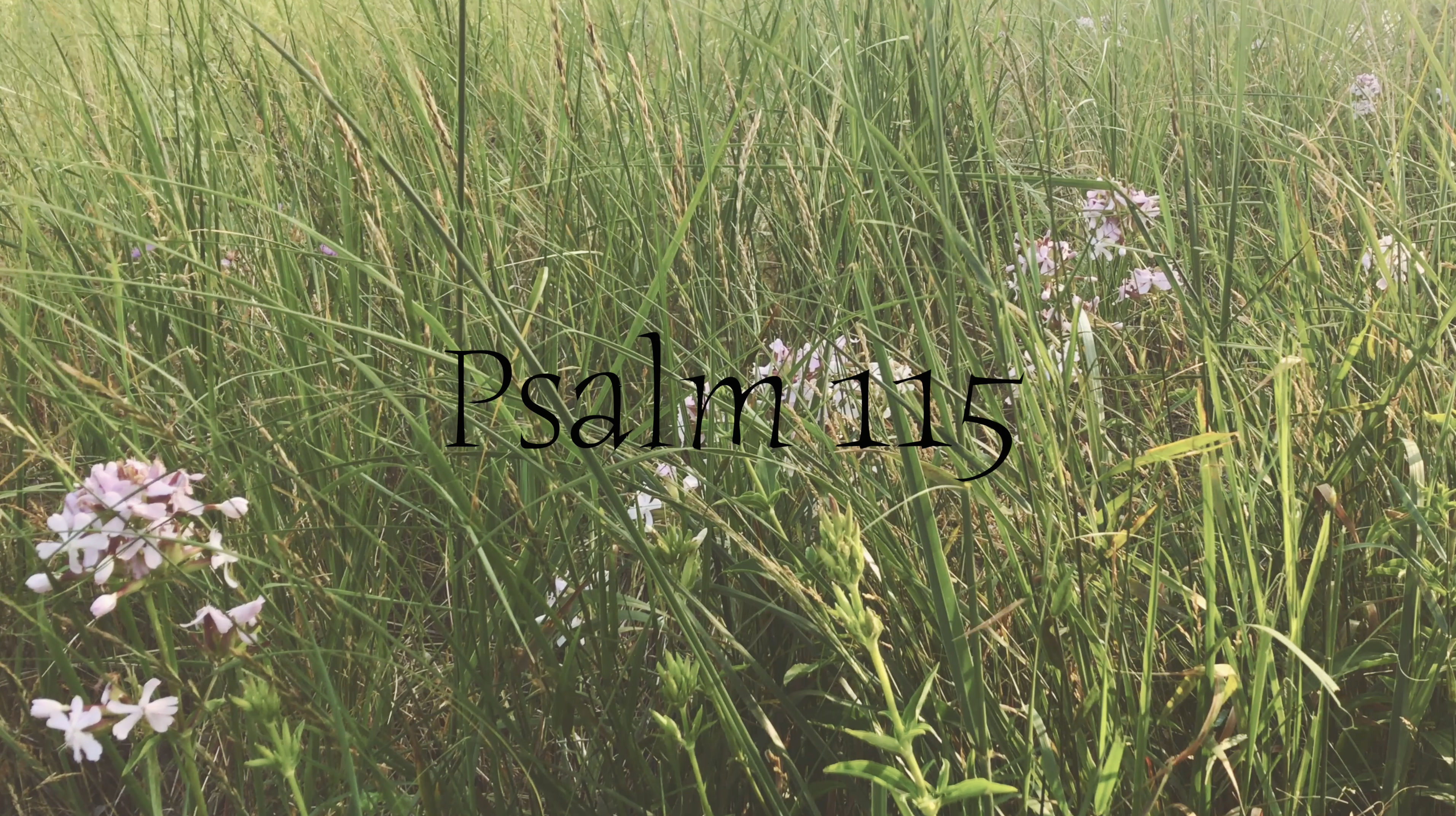 Psalm 115 (Simply Scripture Series: Episode 8)