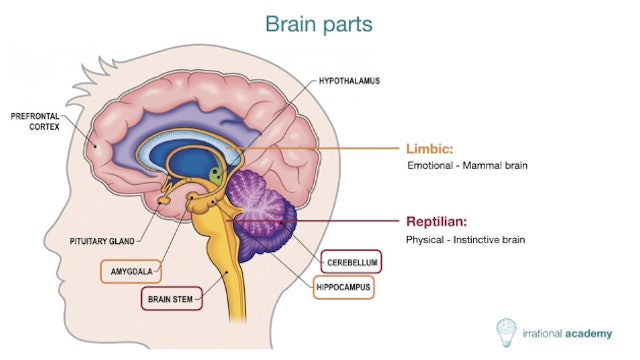 Deep dive into the human brain