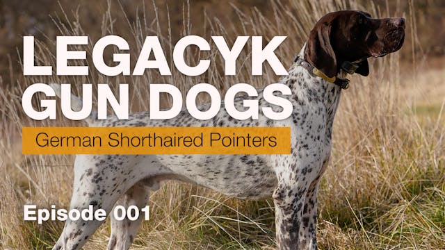 LegacyK Gun Dogs, German Shorthaired Pointers