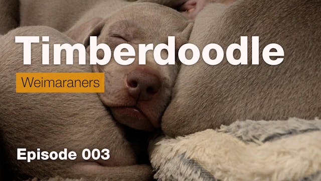 Timberdoodle Weimaraners