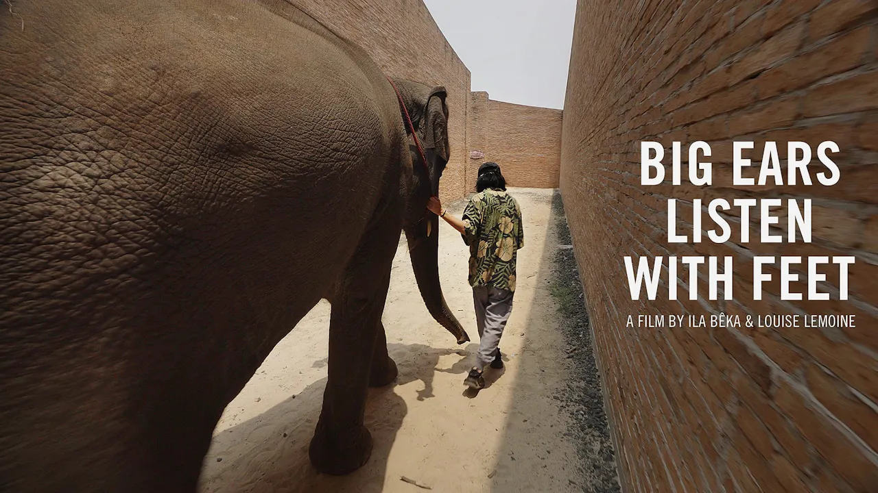 Big Ears Listen with Feet