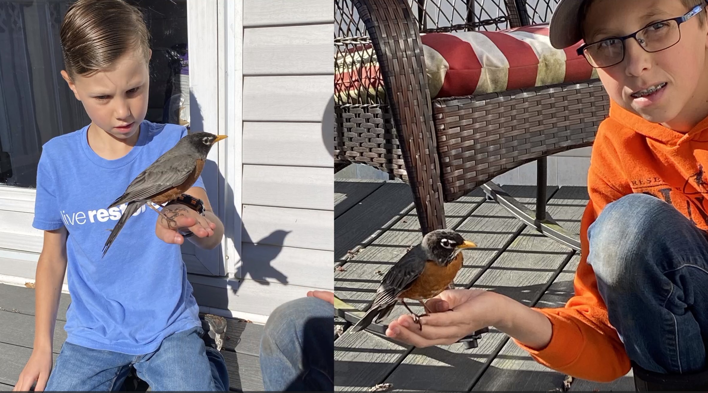 Helping an Injured Bird