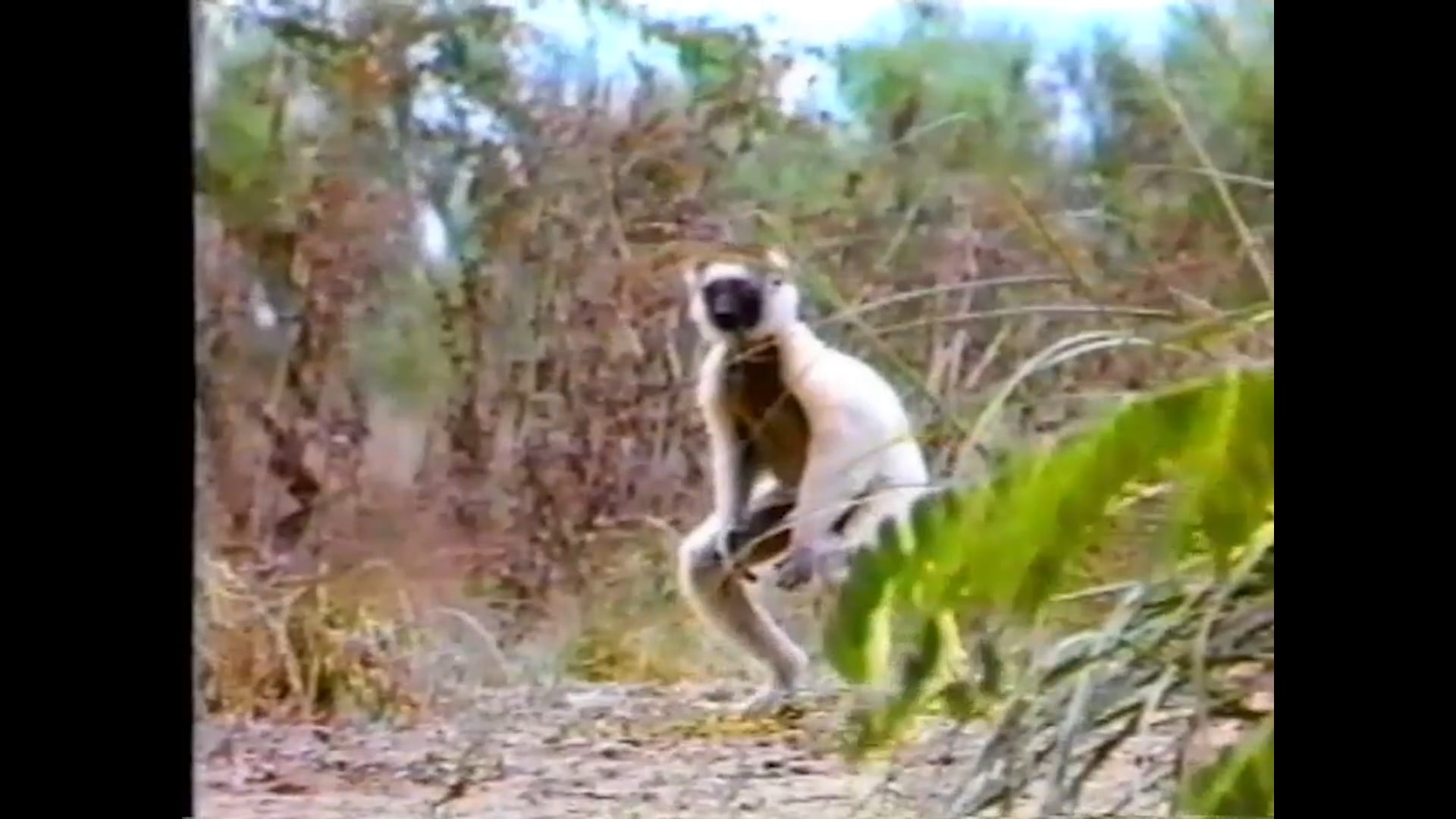 Animal Charm - volume 1