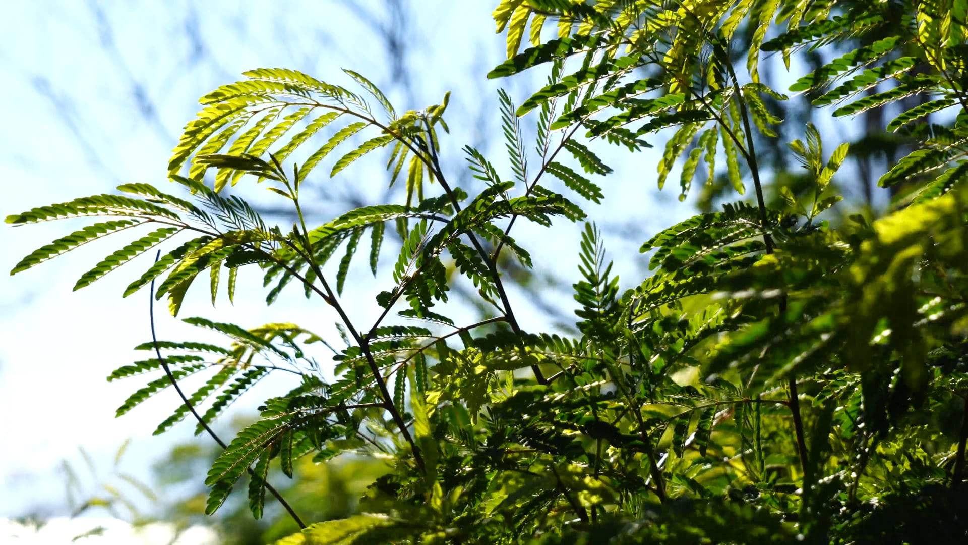 Guided Forest Meditation