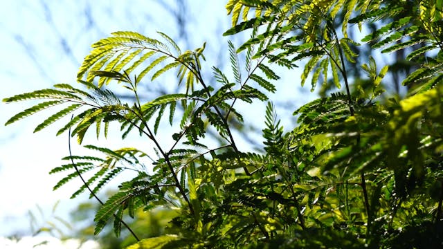 Guided Forest Meditation