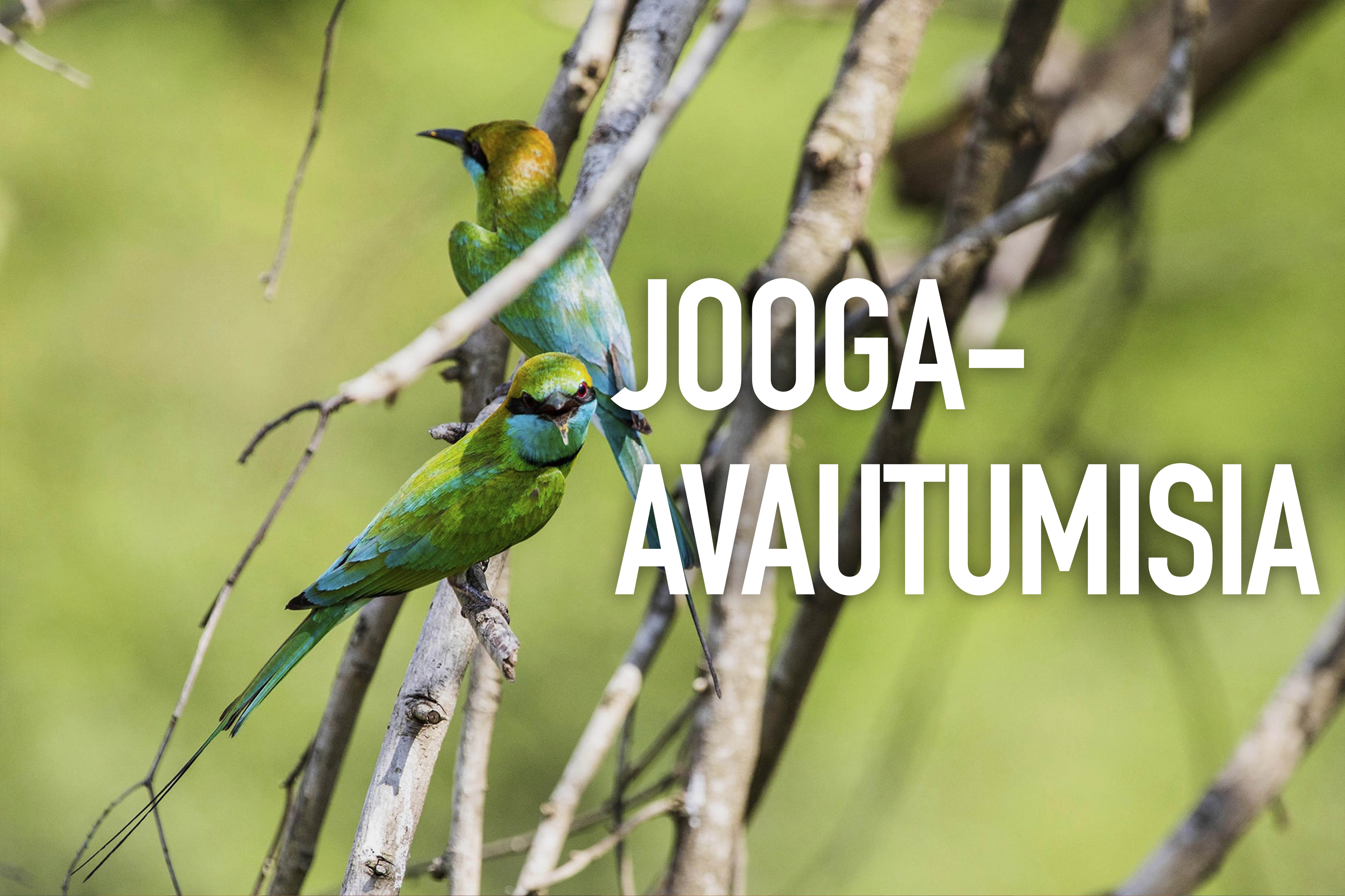 JOOGA-AVAUTUMISIA