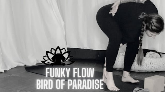 Funky Flow- Bird of Paradise