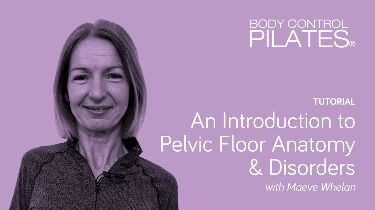 An Introduction to Pelvic Floor Anatomy & Disorders with Maeve Whelan ...