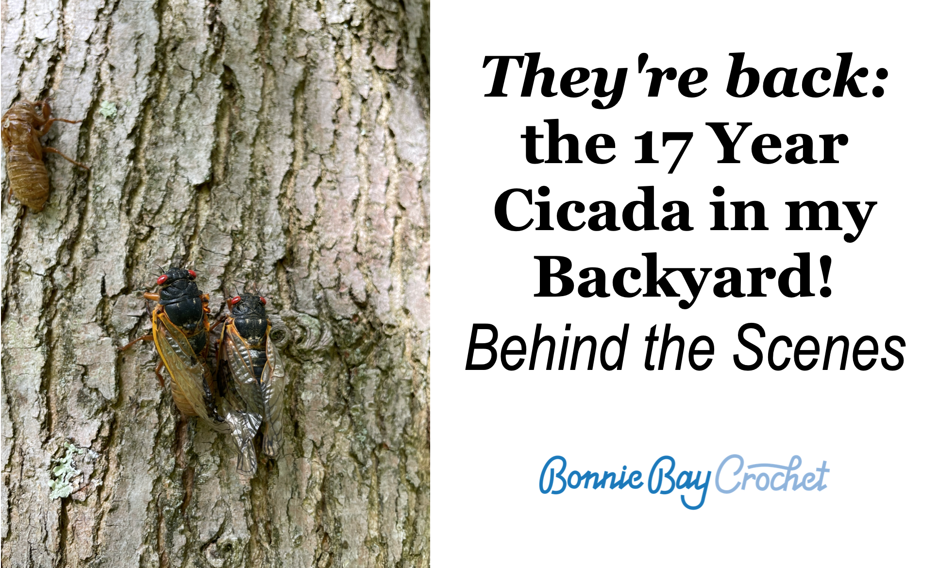 The 17 Year Cicadas are Back...