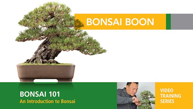 Bonsai 101: An Introduction to Bonsai