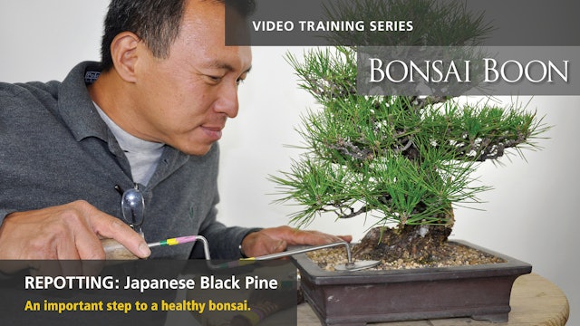Repotting: Japanese Black Pine