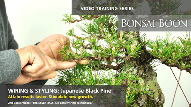 Wiring and Styling: Japanese Black Pine