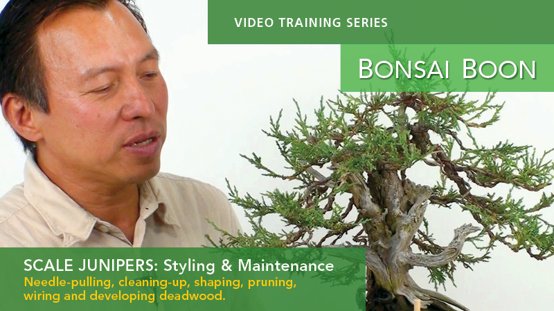 Scale Juniper