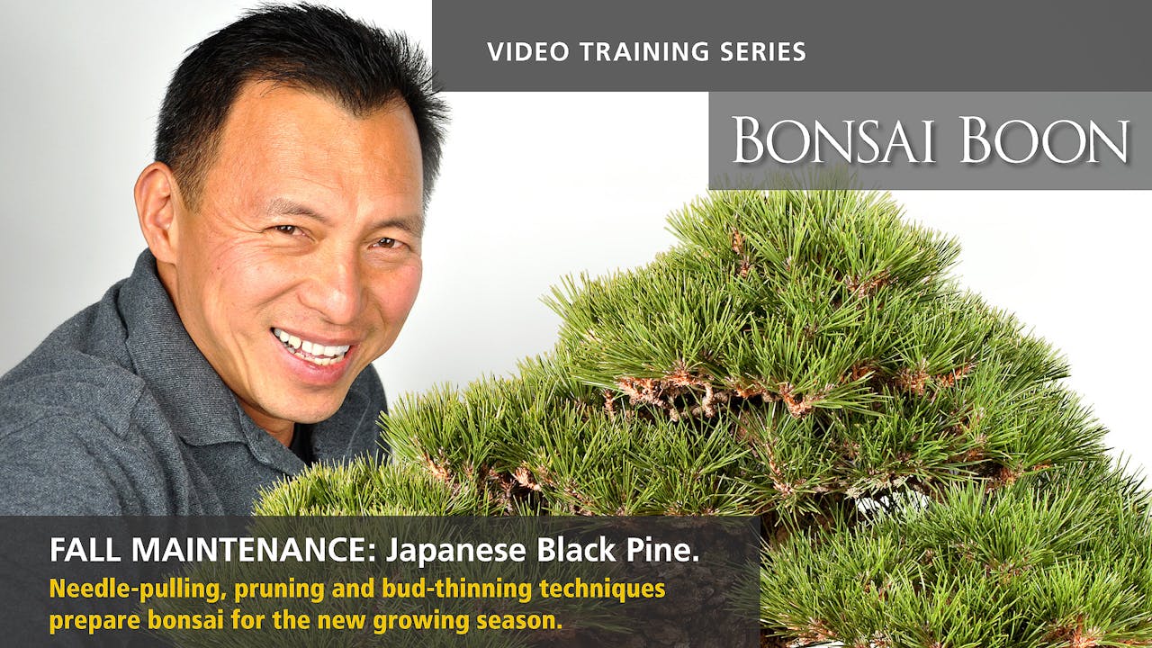 Fall Maintenance: Japanese Black Pine