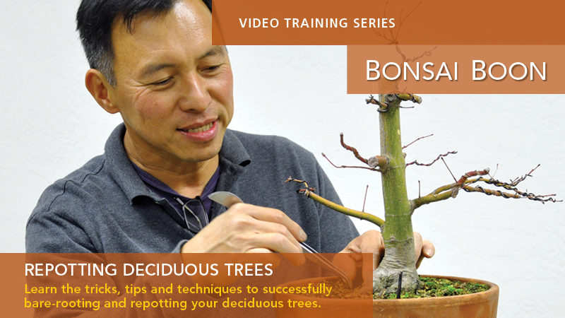 Repotting Decidous Trees