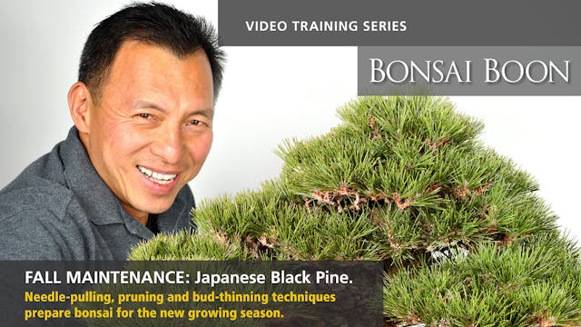 Fall Maintenance: Japanese Black Pine