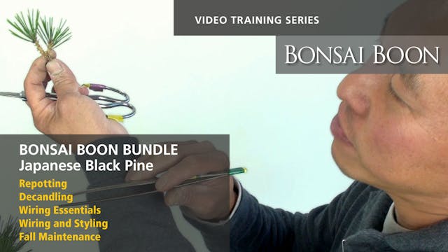 BUNDLE: All five of the Japanese Black Pine Training Videos