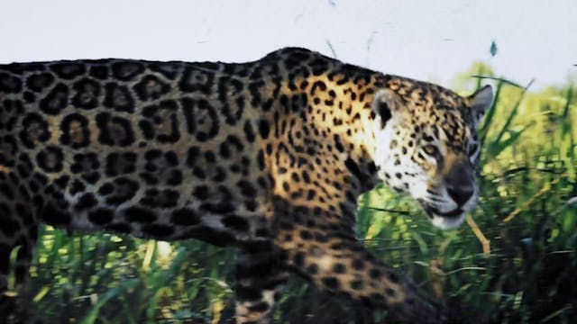 Jaguar - Cápsula 2: A los ojos nos mi...