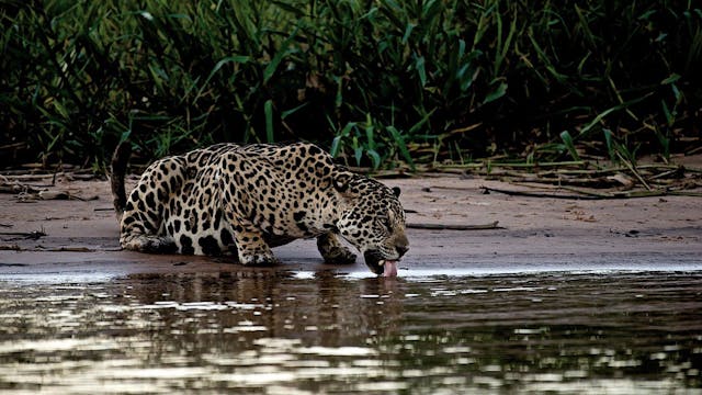 Jaguar - Cápsula 4: Esta vez se presentó en un sueño