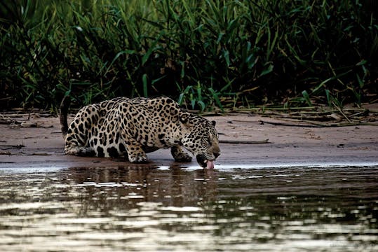 Jaguar - Cápsula 4: Esta vez se presentó en un sueño