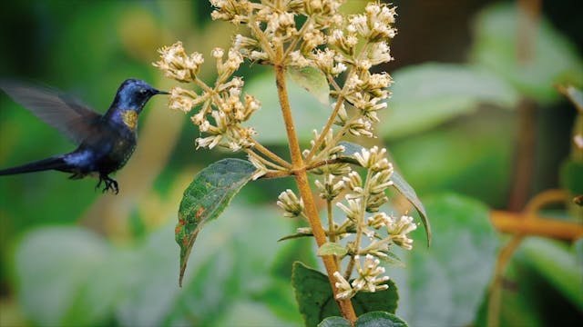 Vivir Adentro - Cap. 8: La voz de los...