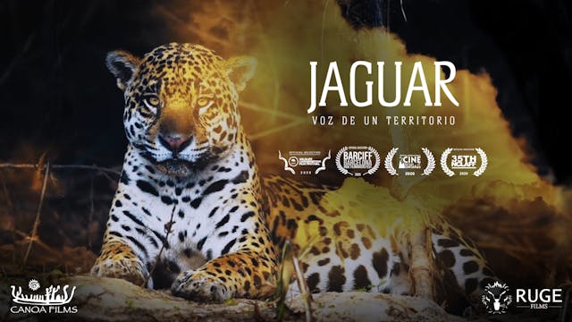 Jaguar Voz de un Territorio - Largometraje