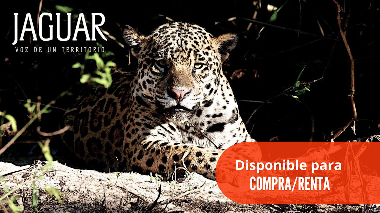 Jaguar Voz de un territorio - Compra/Renta