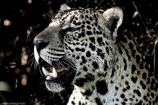 Jaguar - Cápsula 5: Aquel día en el que quiso hablar del miedo