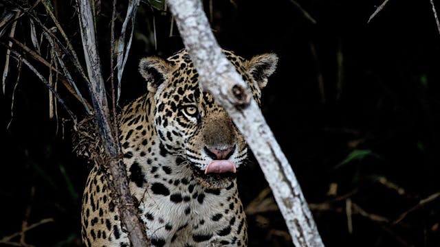 Jaguar - Cápsula 1: Así inició nuestr...