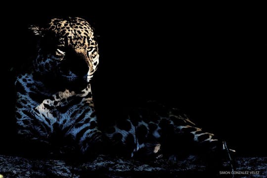 Jaguar - Cápsula 3: Al día siguiente, muy temprano en la mañana