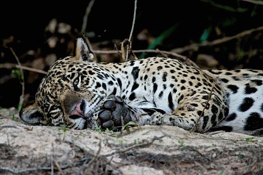 Jaguar - Cápsula 6: Nuestro siguiente encuentro