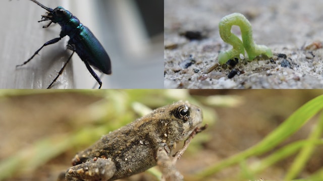 Beetle, Baby Toad, Inch Worm