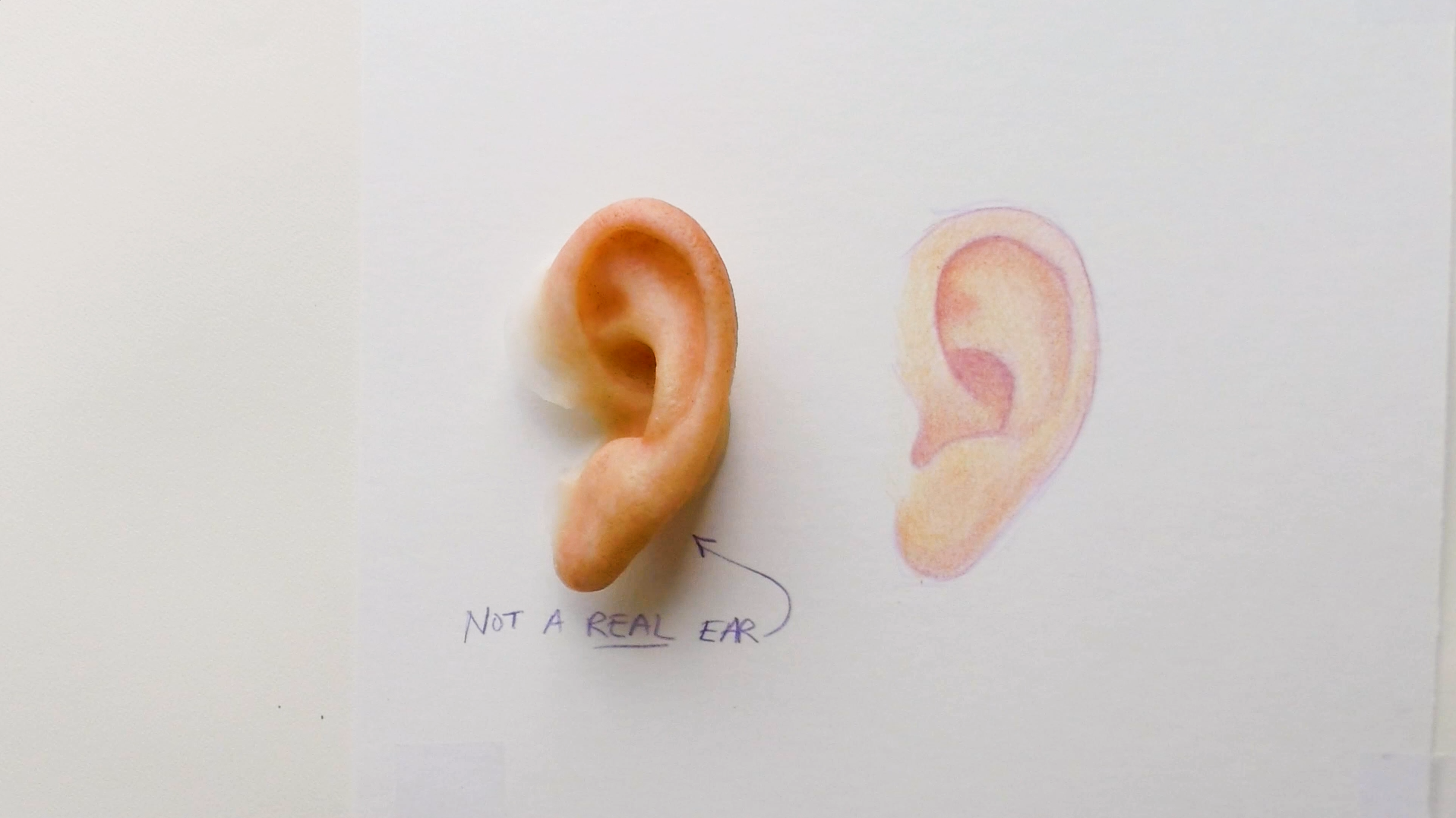 Life-like ear sketch