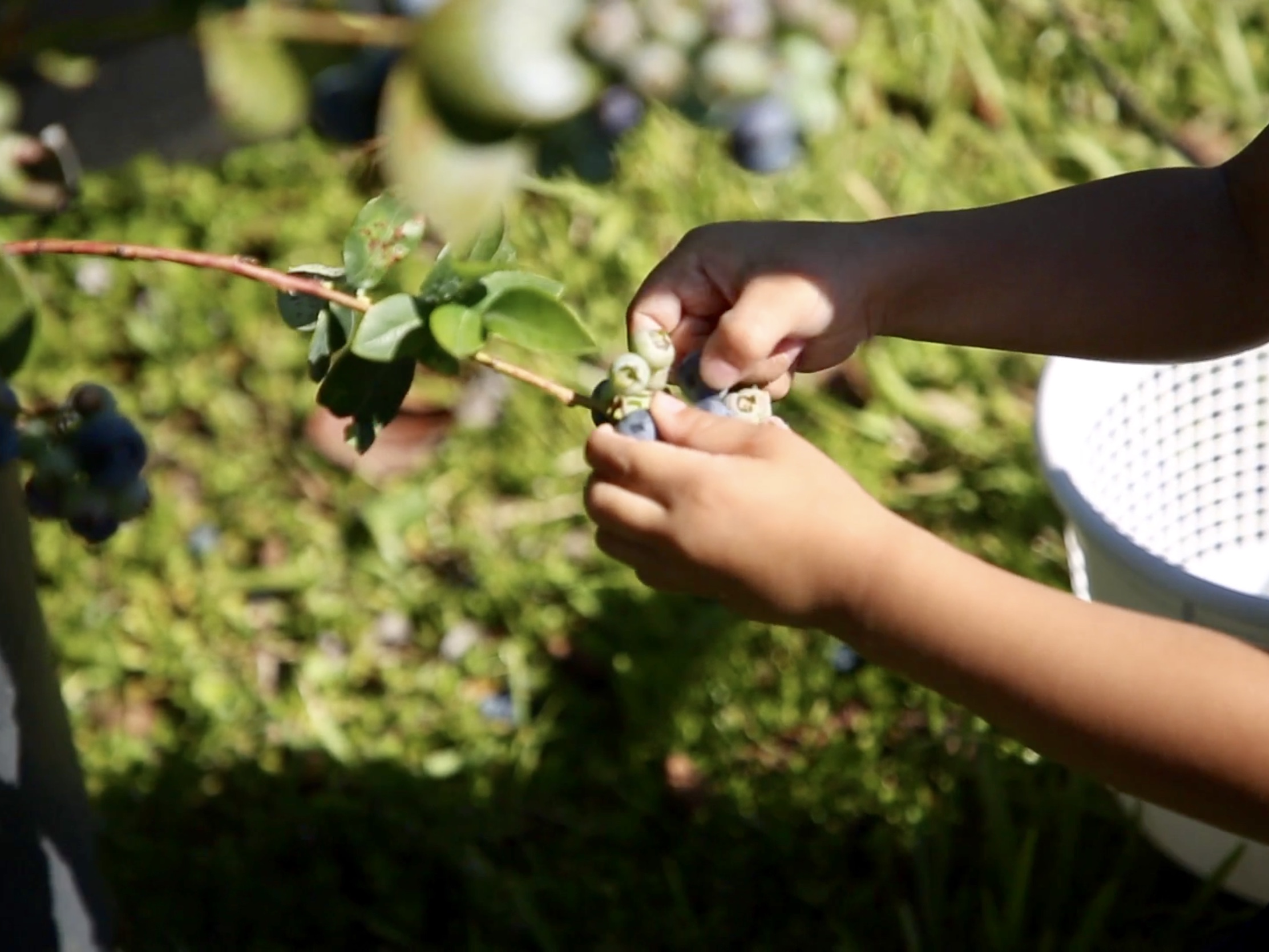 Picking Blueberries