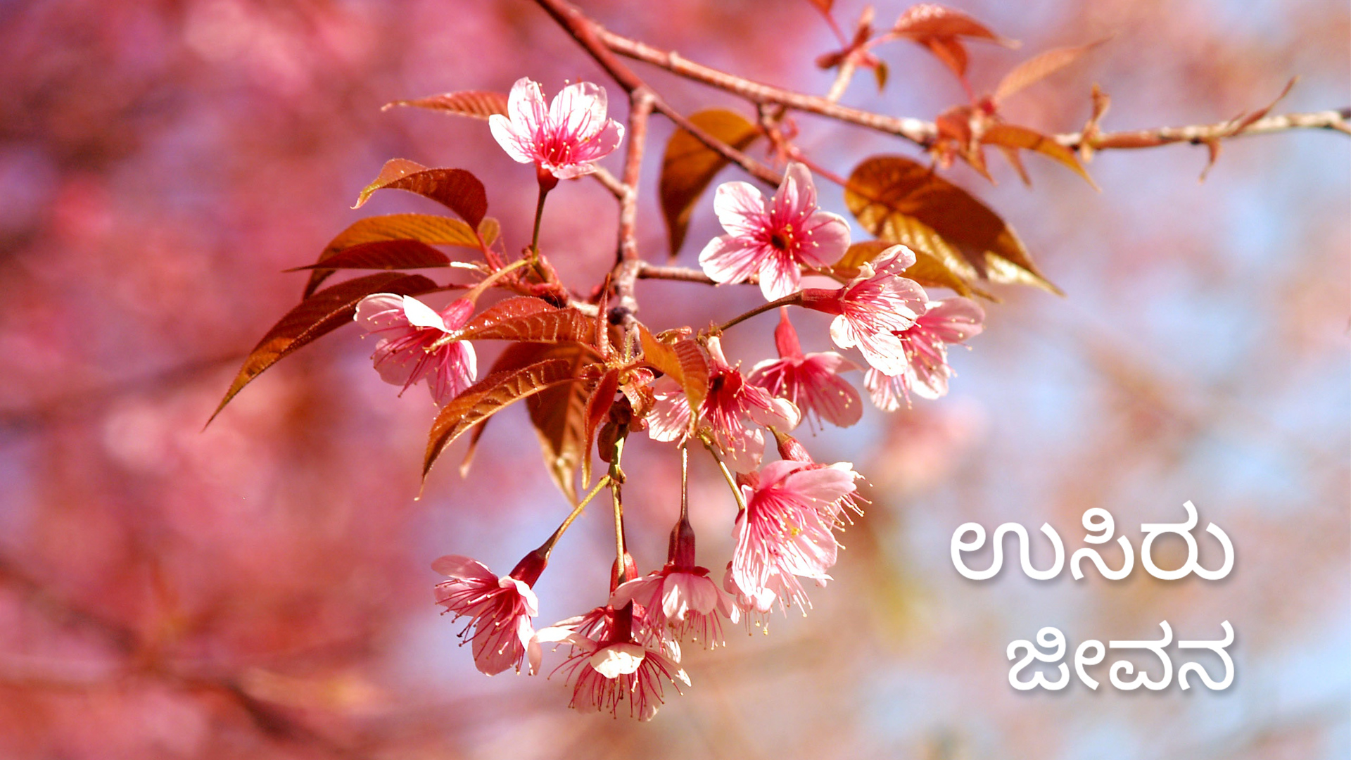 Breath as Life (Kannada)